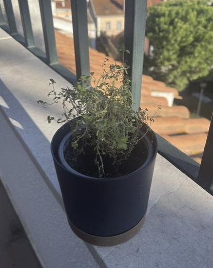 Thyme plant on balcony - Likely culprit